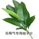 qq丸