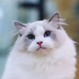 小可爱