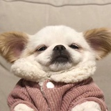 鹿屿阳光