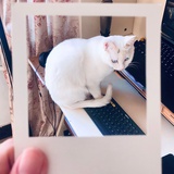 白羽衣紬