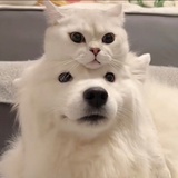 仙德瑞拉