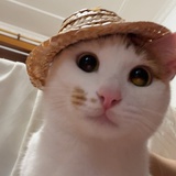 纳米小飞船