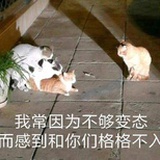 小丁宝