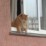 Q阿Q