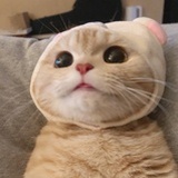 樱樱嘤嘤
