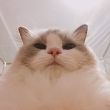 屁里啪啦