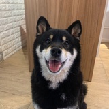 小烧鹅