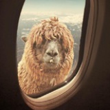 Moosebee
