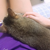 喵喵喵