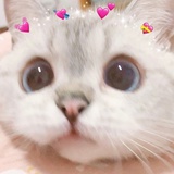 喵喵~