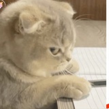 覃覃每天读书吗