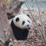 小丸子