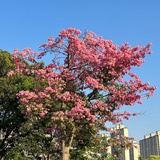 木火通明