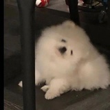 狗不狗啊