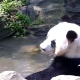 我胖了也变强了