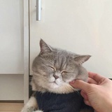 小豆子
