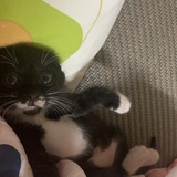 轰炸猫猫头