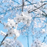 小百合