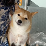 金小钗钗钗