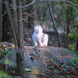 Kola