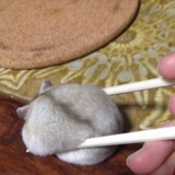 非语言从属