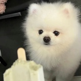 木之