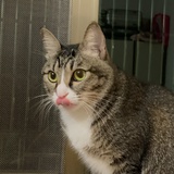 🐈