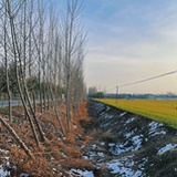 小名三毛