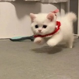 葡萄柚绿