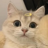 苦瓜仙子