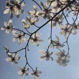 花满楼