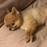 小野椰子