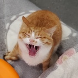 ruru倒地