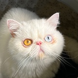 吧啦啦