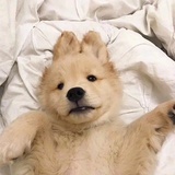 猪猪侠