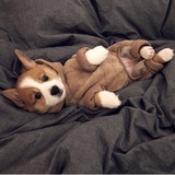 贰叁