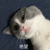 大明湖畔小甜椒