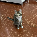 猫本的厨子