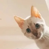 糯米鸡（掉毛中