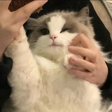 今天吃糖醋排骨