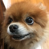 出鱈目女