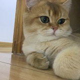 陪什么张
