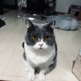 花栗鼠大王
