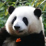 黑牛奶小猫