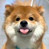 多敏