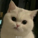 豆豆星
