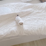 棉棉