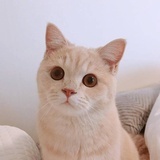 喝奶茶的小白兔
