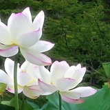 尘葭筱