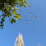 小礼歌